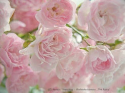 Bodendecker-Rose / Beetrose 'The Fairy' 32 Bodendecker-Rose / Beetrose 'The Fairy' -Edelrosen Geschaft b029350 Bodendeckerrose Beetrose The Fairy 243739 0