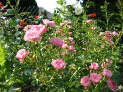 Bodendecker-Rose / Beetrose 'The Fairy' 34 Bodendecker-Rose / Beetrose 'The Fairy' -Edelrosen Geschaft b029350 Bodendeckerrose Beetrose The Fairy 243826 0