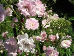 Bodendecker-Rose / Beetrose 'The Fairy' 35 Bodendecker-Rose / Beetrose 'The Fairy' -Edelrosen Geschaft b029350 Bodendeckerrose The Fairy 68868 0