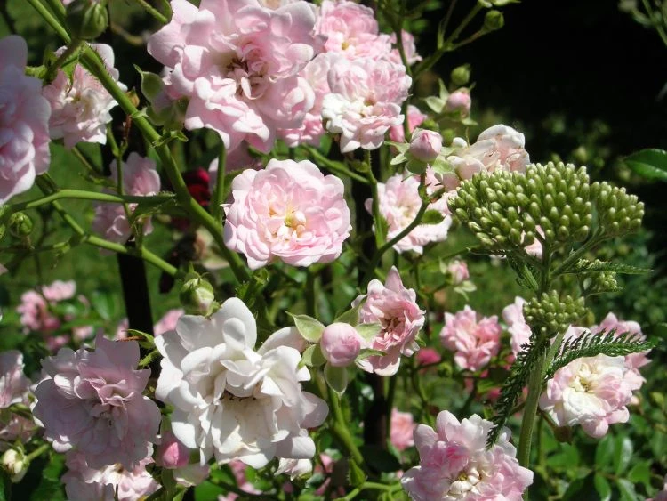 Bodendecker-Rose / Beetrose 'The Fairy' 18 Bodendecker-Rose / Beetrose 'The Fairy' – Bild 18