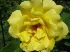 Kletterrose 'Golden Gate' ® -Edelrosen Geschaft b029896 Kletterrose Golden Gate 82479 0