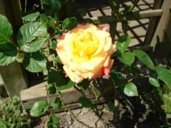 Kletterrose 'Aloha' ® 30 Kletterrose 'Aloha' ® -Edelrosen Geschaft b029908 Kletterrose Aloha 116021 0 1