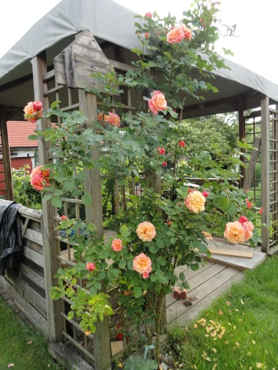 Kletterrose 'Aloha' ® 14 Kletterrose 'Aloha' ® – Bild 14