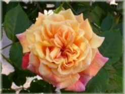 Kletterrose 'Aloha' ® 31 Kletterrose 'Aloha' ® -Edelrosen Geschaft b029908 Kletterrose Aloha 63599 0