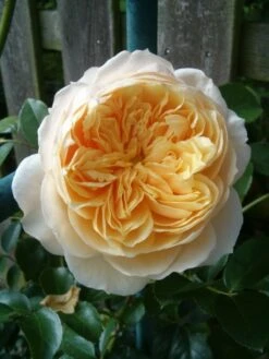 Kletterrose 'Ginger Syllabub' -Edelrosen Geschaft b031425 Kletterrose Ginger Syllabub 74026 0