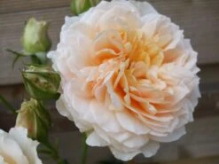 Kletterrose 'Ginger Syllabub' -Edelrosen Geschaft b031425 Kletterrose Ginger Syllabub 94832 0