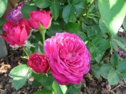 Beetrose 'Heidi Klum-Rose' ® -Edelrosen Geschaft b031540 Beetrose Heidi Klum Rose 101276 0