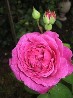 Beetrose 'Heidi Klum-Rose' ® -Edelrosen Geschaft b031540 Beetrose Heidi Klum Rose 194885 0