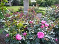 Beetrose 'Heidi Klum-Rose' ® -Edelrosen Geschaft b031540 Beetrose Heidi Klum Rose 321883 0