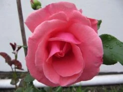 Kletterrose 'Laguna' ® -Edelrosen Geschaft b041048 Kletterrose Laguna 192332 0