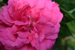 Kletterrose 'Laguna' ® -Edelrosen Geschaft b041048 Kletterrose Laguna 329208 0