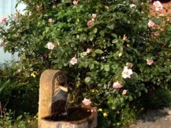 Kletterrose 'Compassion' ® 36 Kletterrose 'Compassion' ® -Edelrosen Geschaft b041110 Kletterrose Compassion 110483 0