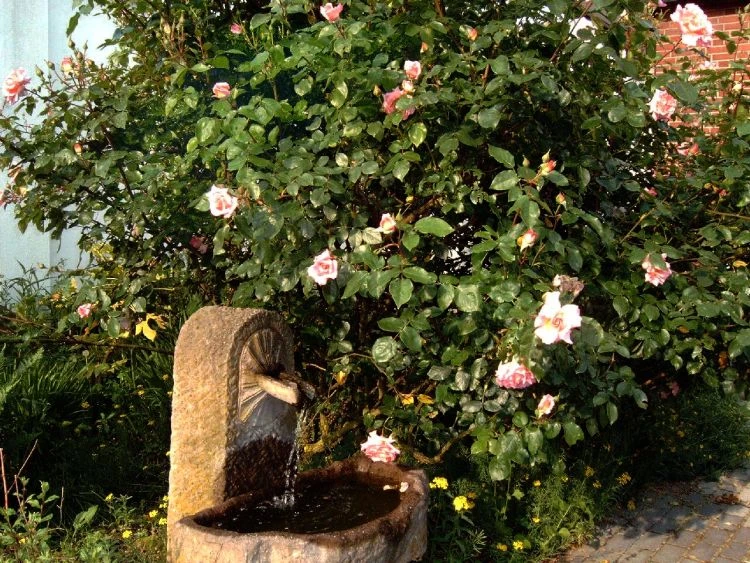 Kletterrose 'Compassion' ® 18 Kletterrose 'Compassion' ® – Bild 18