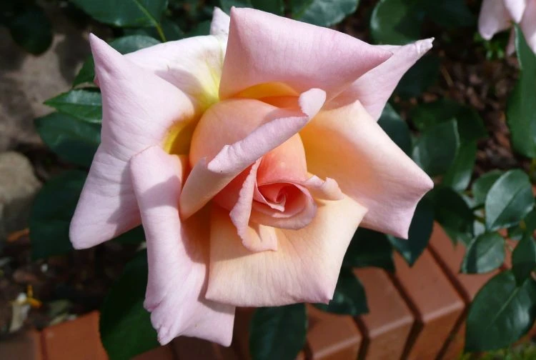 Kletterrose 'Compassion' ® 19 Kletterrose 'Compassion' ® – Bild 19