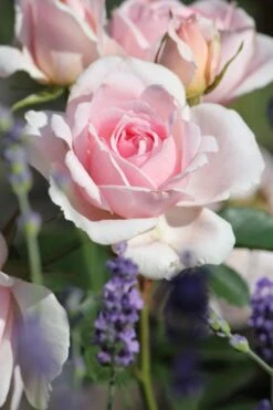 Beetrose 'Ballade' ® -Edelrosen Geschaft b044699 Beetrose Ballade 371927 0 1