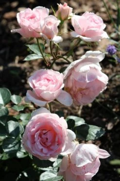 Beetrose 'Ballade' ® -Edelrosen Geschaft b044699 Beetrose Ballade 371927 0