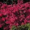 Japanische Azalee 'Rubinetta'