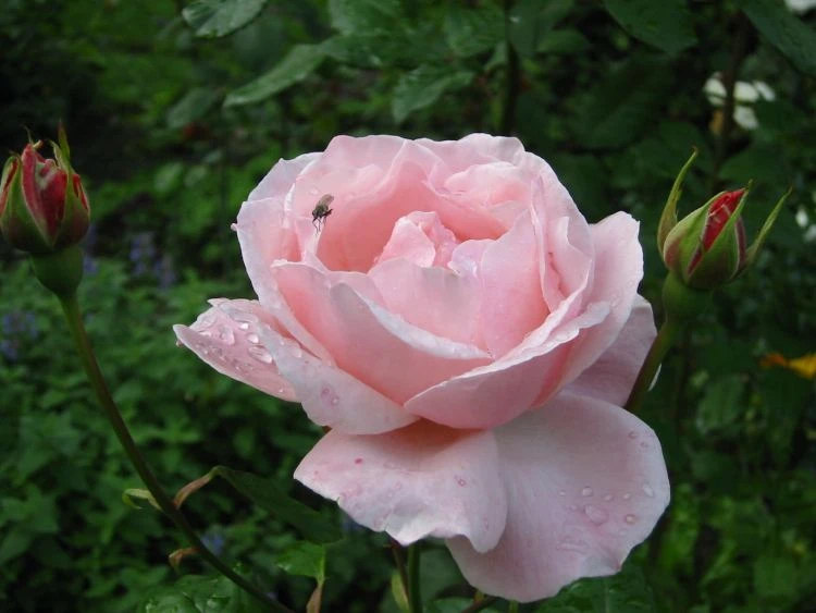 Edelrose 'Aachener Dom' ® 15 Edelrose 'Aachener Dom' ® – Bild 15