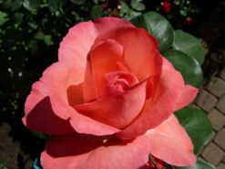 Edelrose 'Aachener Dom' ® 27 Edelrose 'Aachener Dom' ® -Edelrosen Geschaft b047022 Edelrose Aachener Dom 371016 0