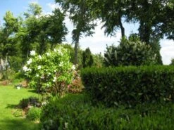 Kirschlorbeer / Lorbeerkirsche 'Etna' ® -Edelrosen Geschaft b054356 Kirschlorbeer Lorbeerkirsche Etna 74239 0