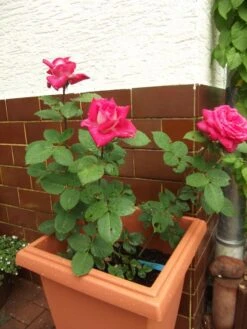 Edelrose 'Acapella' ® -Edelrosen Geschaft b056265 Edelrose Acapella 307684 0