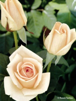 Edelrose 'Osiana' ®