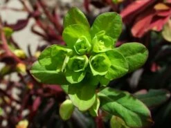 Rotblättrige Wolfsmilch 'Purpurea' -Edelrosen Geschaft b063843 Purpur Mandel Wolfsmilch 219390 0