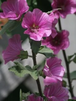 Buschmalve 'Burgundy Wine' -Edelrosen Geschaft b064992 Buschmalve Burgundy Wine 0