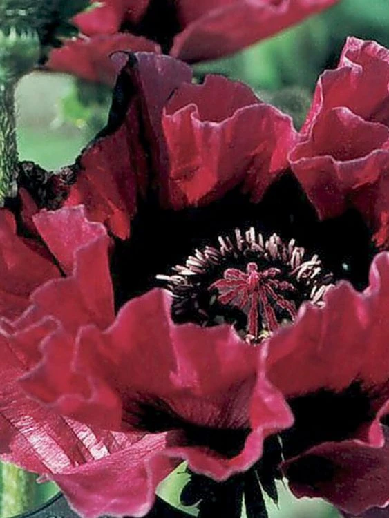 Orientalischer Mohn 'Harlem' ® 1 Orientalischer Mohn 'Harlem' ®