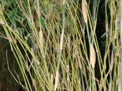 Bambus 'Deep Forest' ® -Edelrosen Geschaft bambus deep forest m092474 w 0