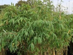 Bambus 'Deep Forest' ® -Edelrosen Geschaft bambus deep forest m092474 w 1