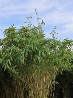 Bambus 'Deep Forest' ® -Edelrosen Geschaft bambus deep forest m092474 w 2