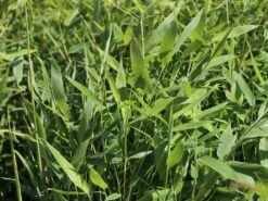 Bambus 'Jumbo' -Edelrosen Geschaft bambus jumbo m006996 w 0