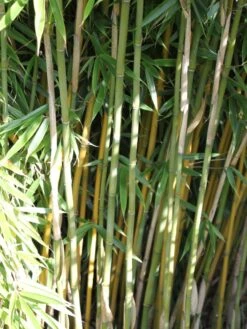 Bambus 'Jumbo' -Edelrosen Geschaft bambus jumbo m006996 w 1