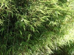 Bambus 'Jumbo' -Edelrosen Geschaft bambus jumbo m006996 w 2