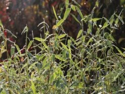 Bambus 'Jumbo' -Edelrosen Geschaft bambus jumbo m006996 w 3