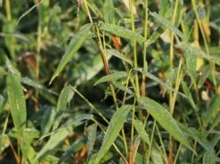 Bambus 'Jumbo' -Edelrosen Geschaft bambus jumbo m006996 w 4