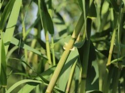 Bambus 'Jumbo' -Edelrosen Geschaft bambus jumbo m006996 w 5