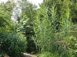 Bambus 'Jumbo' -Edelrosen Geschaft bambus jumbo m006996 w 6