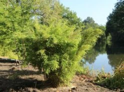 Bambus 'Jumbo' -Edelrosen Geschaft bambus jumbo m006996 w 7