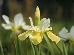 Bartlose Schwertlilie 'Butter And Sugar' -Edelrosen Geschaft bartlose schwertlilie butter and sugar m044842 w 2