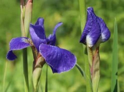 Bartlose Schwertlilie 'Silver Edge' -Edelrosen Geschaft bartlose schwertlilie silver edge m059287 w 2