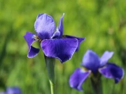 Bartlose Schwertlilie 'Silver Edge' -Edelrosen Geschaft bartlose schwertlilie silver edge m059287 w 3