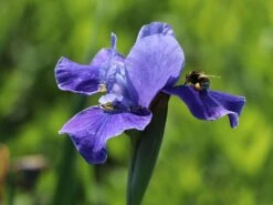 Bartlose Schwertlilie 'Silver Edge' -Edelrosen Geschaft bartlose schwertlilie silver edge m059287 w 4