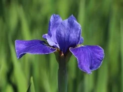 Bartlose Schwertlilie 'Silver Edge' -Edelrosen Geschaft bartlose schwertlilie silver edge m059287 w 5