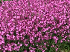 Bastard-Lichtnelke 'Rolly's Favourite' ® -Edelrosen Geschaft bastard lichtnelke rollys favourite m087899 w 0