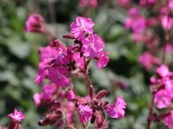 Bastard-Lichtnelke 'Rolly's Favourite' ® -Edelrosen Geschaft bastard lichtnelke rollys favourite m087899 w 1