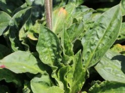 Bastard-Lichtnelke 'Rolly's Favourite' ® -Edelrosen Geschaft bastard lichtnelke rollys favourite m087899 w 2