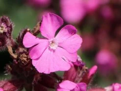 Bastard-Lichtnelke 'Rolly's Favourite' ® -Edelrosen Geschaft bastard lichtnelke rollys favourite m087899 w 3