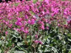 Bastard-Lichtnelke 'Rolly's Favourite' ® -Edelrosen Geschaft bastard lichtnelke rollys favourite m087899 w 5